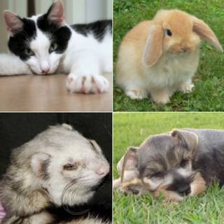 PETS