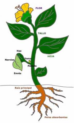 PARTES DE UNA PLANTA